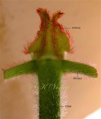  Interpetiolar stipule